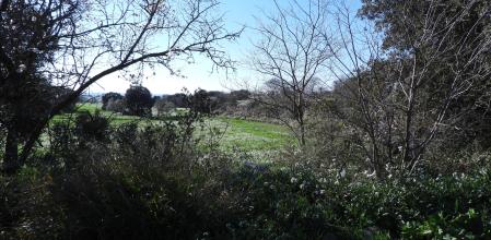 Reto visual: ¿Eres capaz de encontrar al conejo?