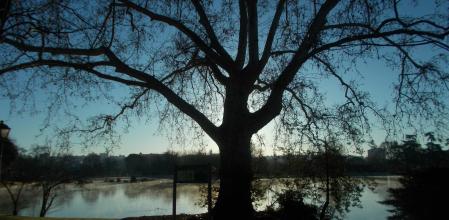 El Plátano Gordo de la Casa de Campo.
