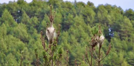 Bolsones de procesionarias en Ripollès.