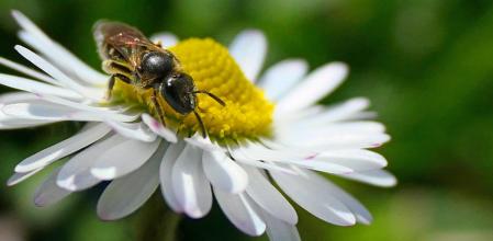 Abeja del sudor.