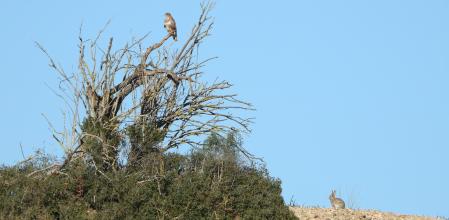 Reto visual: ¿Quién huirá primero, el águila o el conejo?