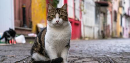 La crueldad hacia los gatos: denuncias de maltrato y la falta de respuesta institucional