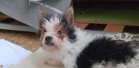 Adopta a estas perritas, no las separes