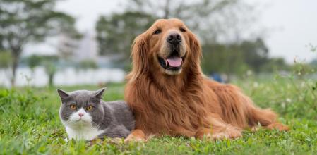 Prevenir la aparición de parásitos debe ser una prioridad en el cuidado de nuestra mascota