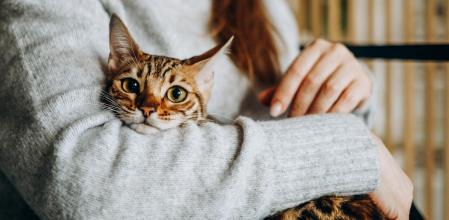 Cómo el maltrato animal se convierte en una herramienta de control