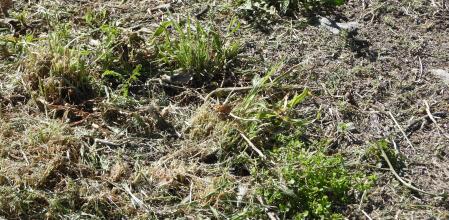 Reto visual: ¿Dónde está la mariposa?