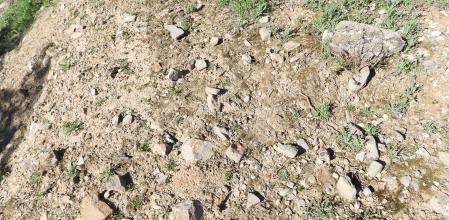 Reto visual: ¿Puedes encontrar a la mariposa?