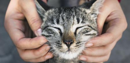 La historia de Frida: una gata atrapada en su miedo, pero liberada por el poder de la empatía, el tiempo y un amor incondicional