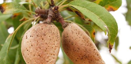 Las almendras y las nueces son dos de las principales importaciones de EE.UU. que los agricultores valencianos piden gravar como medida recíproca&nbsp;
