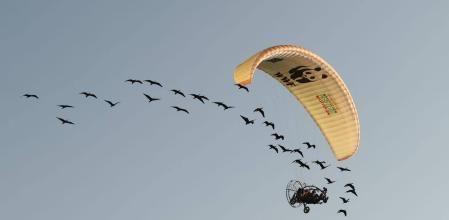 El ibis es enseñado a seguir los pasos de su madre adoptiva (una bióloga) desde que es un polluelo y le seguirá siempre, incluso cuando esta emprende el vuelo ‘mifrador’ en un ultraligero