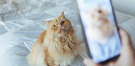 En España, las redes sociales se han llenado de contenido relacionado con animales: desde memes divertidos hasta historias emocionantes de rescates y rehabilitaciones