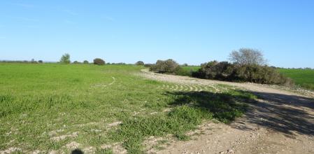 Reto visual: ¿Dónde están los cuatro conejos?