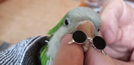 Pipa, la cotorra que vive sin volar