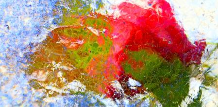 La rosa se ha llegado a identificar con el Día del Libro.