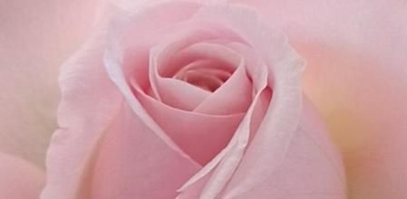 Detalle de una rosa.