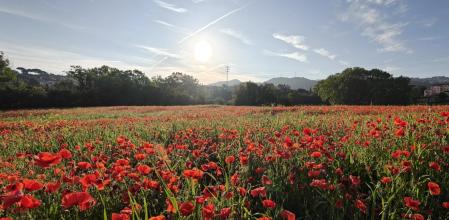 Campo de amapolas en Sant Fost de Campsentelles.