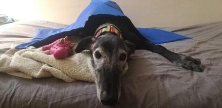 Rulo, el galgo de 11 años que busca familia por cuarta vez