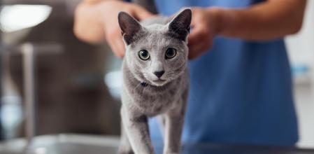 Un 30% de españoles no revisa la salud de su gato de manera periódica