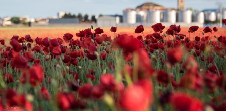 El llamado 'mar Rojo de la Mancha' tiene lugar en Socúellamos con sus campos de amapolas