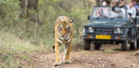 Un tigre perseguido por turistas a la caza de una buena foto 
