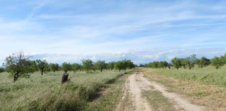 Reto visual: ¿Encuentras al escribano triguero?
