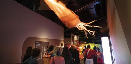 Presentación de la exposición Animales invisibles
Museu de Ciències Naturals