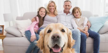 Familias multiespecie: el cambio de paradigma legal y emocional