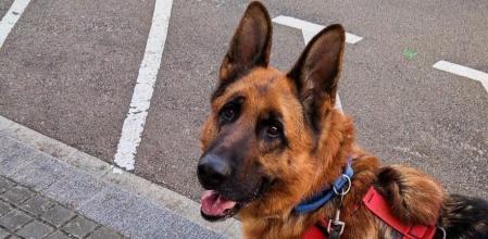 Un corazón noble esperando volver a sentirse en casa