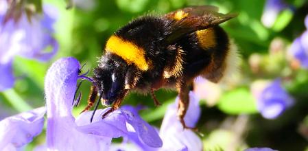 Una 'Bombus Reina' posándose en una flor para la polinización.