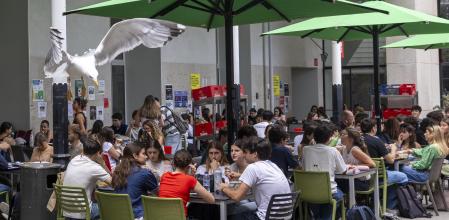 LAS GAVIOTAS INVADIENDO ESPACIOS POCO HABITUALES Y SE ESTÁN VOLVIENDOCADA VEZ MÁS AGRESIVAS. UNA GAVIOTA MERODEA POR EL PATIO DE LA UPF CIUTADELLA PARA INTENTAR QUITAR COMIDA A LOS ESTUDIANTES Y COMER LOS RESTOS DE LAS BANDEJAS.