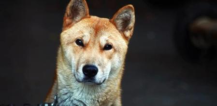 Los perros están entre las mascotas más comunes.&nbsp;