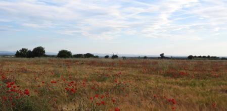 Reto visual: ¿Eres capaz de ver a los dos abejarucos?