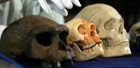 La calavera hallada en la cueva de Liang Bua de Flores (centro), expuesta en Londres&nbsp;