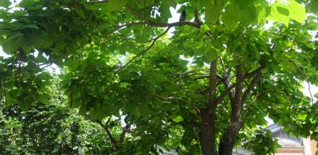 Reto visual: ¿Dónde están las cinco palomas y la cotorra?