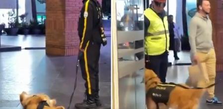 El hilarante momento en el que un golden retriever tiene que levantarse de la siesta cuando llega el jefe de su amo: “Espero que no le hayan descontado el sueldo”