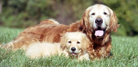 La vejez de nuestras mascotas no se mide con una fórmula única.&nbsp;