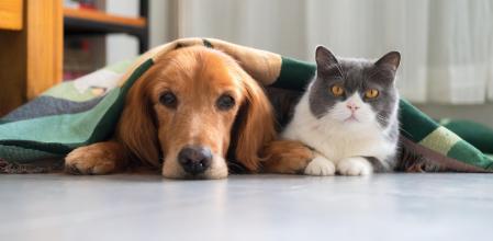 El sector de las mascotas factura ya 5.770 millones de euros al año en España