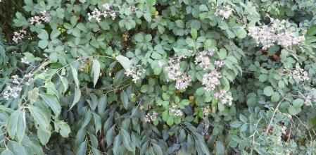 Reto visual: ¿Cuántos abejorros ves?