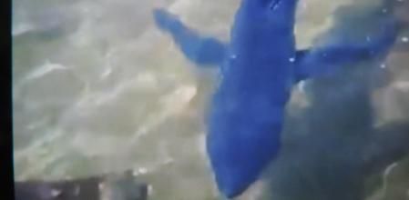 Ejemplar de tintorera o tiburón azul.