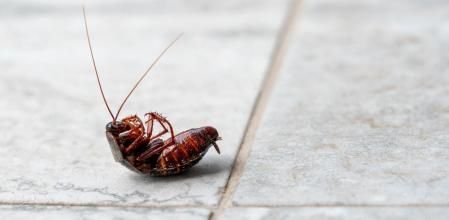 Una cucaracha muerta en el suelo de casa