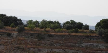 Reto visual: ¿Dónde está el aguilucho?