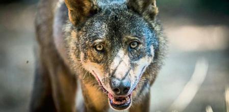 22 - 07 - 2020 / Barcelona - Zoo / Serie Zoo de Barcelona para Vivir foto de un lobo ibérico / Foto: Llibert Teixidó