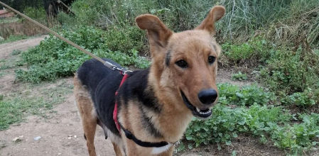 Zoe tiene dos años y espera que alguien la adopte.