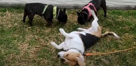 Un perro se revuelva delante de otros dos