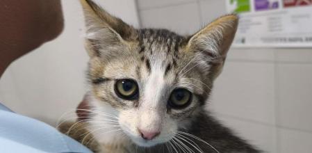 Galleta tiene 3 meses y actualmente pesa 1 kg.&nbsp;