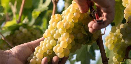 Vendimia en Juvé & Camps 