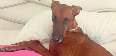 Por motivos de salud, la familia de Jimmy se vio obligada a darlo de nuevo en adopción. 