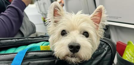 Las mascotas deben volar en un transportín, que irá ubicado en cabina o en bodega dependiendo de su peso.&nbsp;