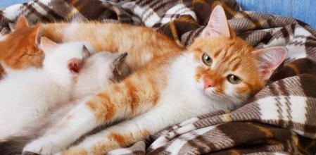 La mejor opción para un gatito huérfano es encontrarle una madre nodriza. 