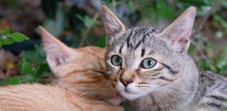 Los gatos no pueden tomar leche de vaca.